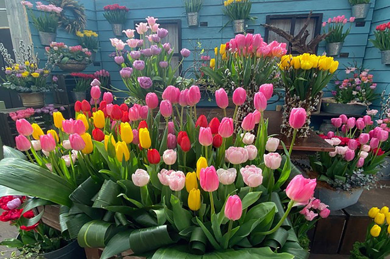 色とりどりのチューリップで春を感じる 企画展示 にいがたの花 チューリップ 開催 Shikamo シカモ